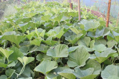 Çiçek açmış lagenaria siceraria şişe kabağı, genellikle şişe kabağı olarak bilinir, çiçek açtığı sırada yemyeşil yapraklardan oluşan bir zemin üzerinde büyüleyici bir narin çiçek gösterisi sergiler.. 