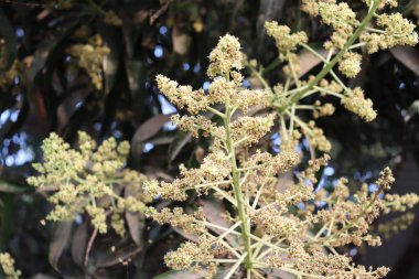 Mangifera indica çiçeklerine yakın plan, her çiçek, genellikle küçük ve panikler halinde bir araya toplanmış, sayısız küçük bileşenden oluşan karmaşık bir yapıya sahiptir..