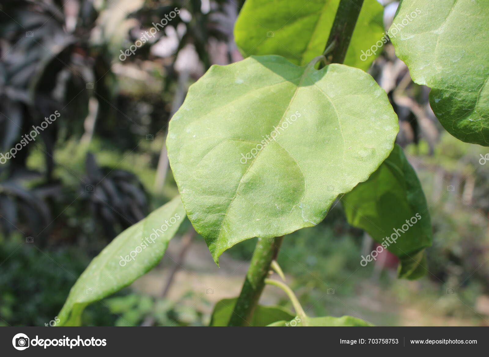 Close Bougainvillea Spectabilis Leaf Renowned Striking Appearance 