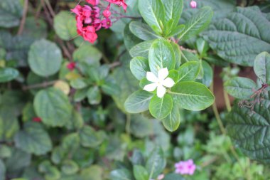 Catharanthus 'un beyaz çiçeğinin yakınında, her bir el değmemiş beyaz taç yaprak saflık ve zarafet yayarak çiçeğin merkezinde mükemmel bir çember oluşturur.. 