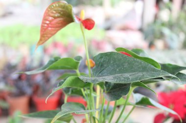 Anthurium scherzerianum çiçek, genellikle flamingo çiçeği ya da laceleaf olarak bilinir, çarpıcı güzelliği ile tam çiçeklendiğinde büyüleyen bir botanik mucizesidir..
