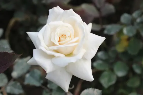 Arkaplanı bulanık Rosa Lucieae beyaz çiçeği, narin bir Rosa Lucieae çiçeği, narin bir zarafetle açar, saf beyaz yaprakları ince ipek katmanları gibi, bulanık bir yaprak zeminine açılır..