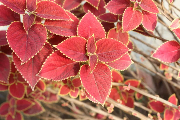 Plectranthus 'un kırmızı yapraklarının yakın çekimi, kendi başına bir minyatür başyapıt olan yapraklar, alevli kırmızı bir tonla ışınlar, duyularını ateşler ve dikkat çeker..