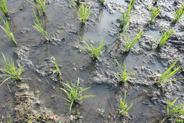 Oryza sativa sativa sahasının güzel bir manzarası. Huzurlu bir güzellik ve tarımsal görkem manzarasıyla kaplanmış.. 
