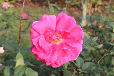 Rosa 'nın kokulu çiçeğinin, bulanık doğal bir görüntüsü, bu güzel kokulu çiçeğin narin karışıklığına büyüleyici bir bakış sunuyor. Yumuşak, bulanık doğal elementlerin arka planına kurulmuş..