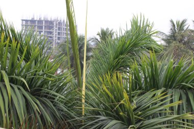 Areca palmiyesinin yakından bakınca taze yaprak doğanın ortaya çıkan güzelliğinin inceliklerine bir göz atıyor..