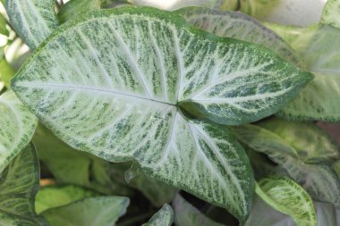 A close-up of Syngonium podophyllum leaf, nature's intricate artistry unfolds in breathtaking detail. clipart