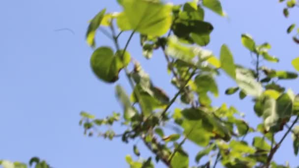 その魅惑的な葉で有名な植物 ミカニアの葉の閉鎖 — ストック動画