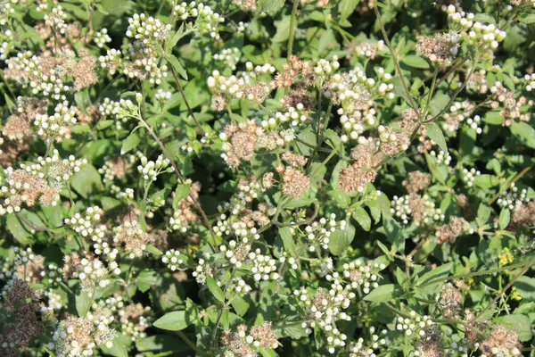 Ageratum Conyzoides çiçeklerine yakın çekim narin güzelliğin büyüleyici bir duvar halısını gözler önüne seriyor.