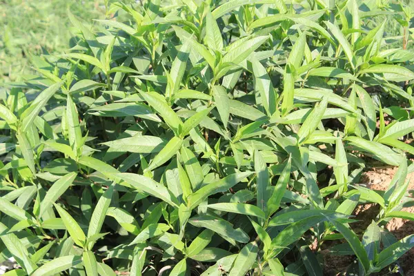 Persicaria glabra yapraklarına yakın çekim, doğa gelişen hayatın hassas bir tablosunu, taze yeşil renklerin ve hassas dokuların senfonisini gözler önüne serer..