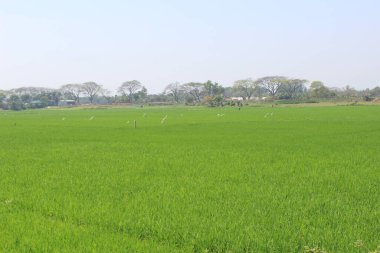 Oryza sativa yeşil çeltik tarlalarının manzarası, yeşil çeltik tarlalarının havadan görünüşü..