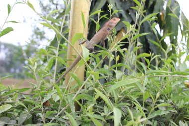 Bahçe kertenkelesi doğal bir geçmişi olan bir hayvan, Bahçe Kertenkelesi kamuflaj ve adaptasyon ustası olarak hüküm sürüyor.. 