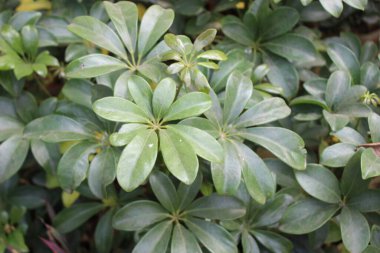 Heptapleurum arboricola bitkisinin yakın çekimi, 