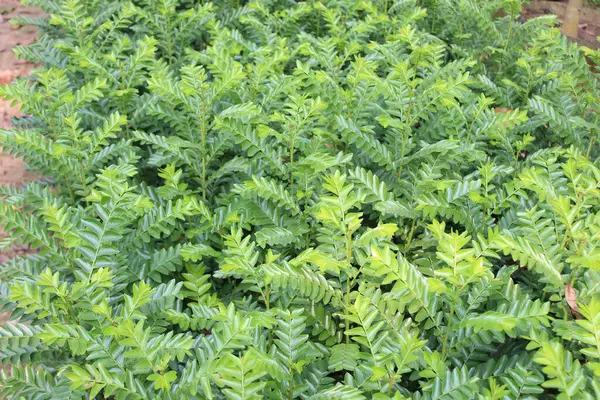 Diospyros buxifolia yeşili yapraklarının yakınlaşması doğal karmaşıklığın ve canlı verdansın büyüleyici bir duvar halısını gözler önüne seriyor..