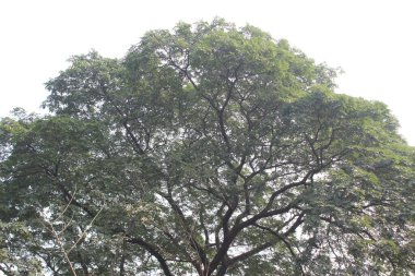 Samanea saman bitkisine yakın çekim, yaygın olarak 