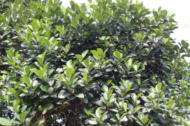 Artocarpus Heterofillus yapraklarına yakın her yaprak, ağacın zengin botanik mirasının bir vasiyeti olan karmaşık desenleri ve dokuları gözler önüne seriyor.. 