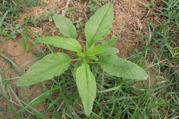 Dikenli Amaranthus Spinosus bitkisinin yakınında karmaşık detaylar ve ince ayrıntılarla dolu büyüleyici bir botanik örneğini ortaya çıkarıyor..