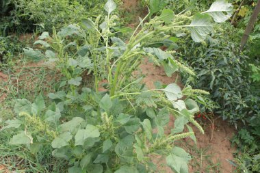 Amaranthus spinosus tomurcuklanıyor, her biri doğanın bir mucizesi..