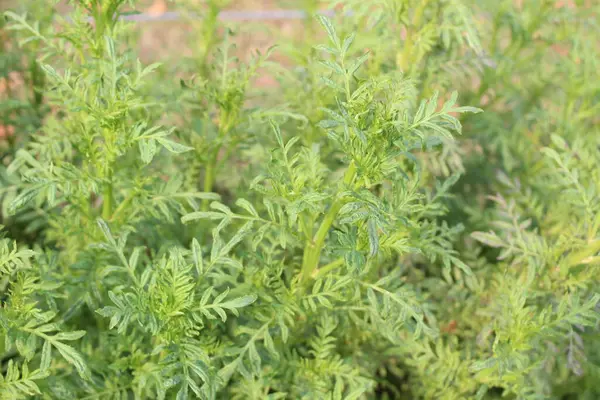Tagetes tenuifolia bitkisi olan çiçek açan bir bahçe, manzaraya renk ve neşe saçan bir botanik harikası.  