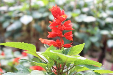 Salvia 'nın göz kamaştırıcı kırmızı çiçekleri yeşil yapraklı, doğanın canlı paleti yeşil yaprakların arka planına karşı büyüleyici bir kırmızı cazibe gösterisinde canlanır.. 