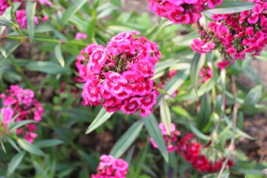 Dianthus Barbatus çiçekleri bulanık doğal bir buket, doğanın güzelliği ve zarafetinin canlı bir kutlaması olarak ortaya çıkar.. 