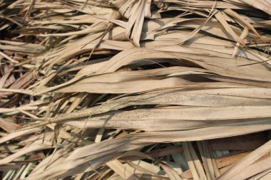 Kurumuş palmiye yaprağı, kırsal bir cazibe ve doğal güzelliği çağrıştırıyor, yıpranmış dokusu ve toprak tonları zamanın ve esnekliğin hikayelerini anlatıyor..