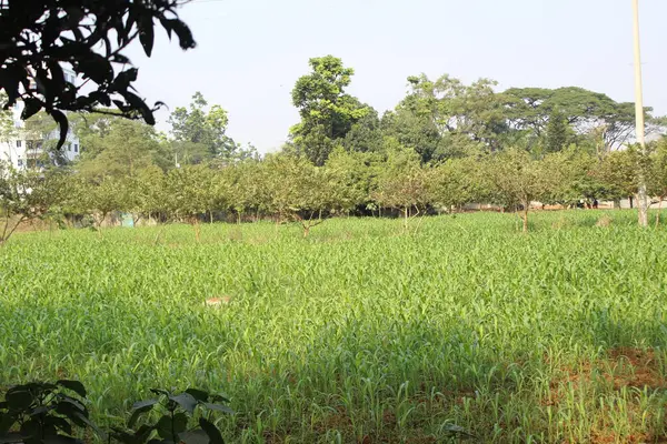 Zea Mays 'in tarladaki bitkilerinin yakın çekimlerinde, bir tanesi canlı yeşillik senfonisi ve altın vaadin ince fısıltıları ile kaplanır.. 