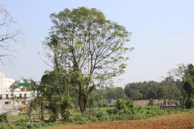 Brezilya eğreltiotu ağacı ya da Guapuruvu olarak da bilinen doğal arka planına karşı tropikal güzelliğin görkemli bir sembolü olarak duran doğal bir arka planı olan şizolobium parahyba bitkisi.. 