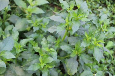 Çiçek açan sindrella nodiflora çiçekleri, yaygın olarak nodeweed veya domuz otu olarak bilinir, narin bir güzellik patlamasında çiçek açar, doğal çevresine biraz cazibe katar. 