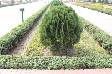 Platycladus orientalis bitkisine yakın çekim, aynı zamanda Doğu arborvitae veya Çin thuja olarak da bilinir, doğanın sanatsal ve botanik çeşitliliğinin çarpıcı bir kanıtı keşfedilir.. 