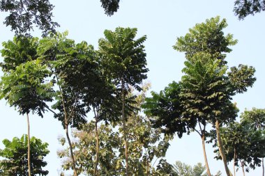 Polyscias nodosa bitkisine yakın çekim organik zarafetin büyüleyici bir duvar halısını gözler önüne seriyor. Her detay doğanın karmaşık işçiliğinin hikayesini anlatıyor.. 