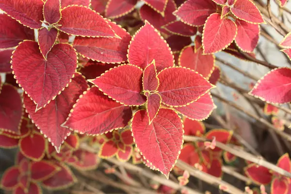 Plectranthus kırmızı yapraklarının yakın çekimi doğanın en karmaşık sanatını gözler önüne seriyor..