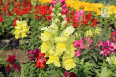 Antirrhinum Majus çiçeklerine yakın çekim, genellikle snapdragon olarak bilinir, gözlemciyi çiçek büyüsü ve merak dünyasına çağırır..