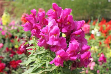 close-up of Antirrhinum majus pink flowers reveals a captivating spectacle of natural beauty, where delicate petals unfurl in a symphony of soft hues and graceful curves.  clipart