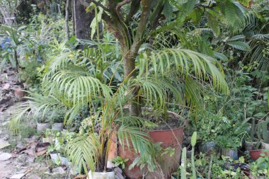 Yaygın olarak Areca palmiyesi ya da Kelebek palmiyesi olarak bilinen doğal bir arka planı olan Dypsis lutescens bitkisi, tropikal ihtişamın yeşil vahası olarak bulunur.. 
