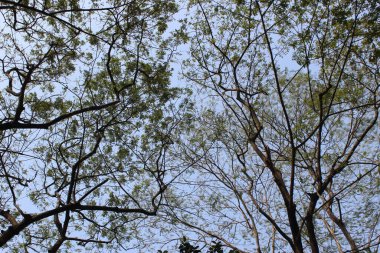 Satinwood olarak da bilinen kloroksilon swietenia bitkisinin yüksek açılı görüntüsü büyüleyici bir görüntü sunuyor. Dik ve gururlu duran bu yaprak döken ağaç yeşillik senfonisi ile övünüyor, yemyeşil yaprakları zarif bir gölgelik gibi dışa doğru yayılıyor..