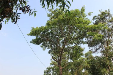Samanea saman ağacı, gökyüzü arka planına sahip, Yağmur Ağacı ya da Maymun Kapsülü olarak da bilinir, nefes kesici bir manzara sunar.. 