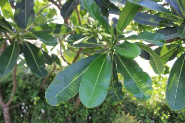 Plumeria Obtusa yapraklarına yakın çekim ince zarafet ve tropikal cazibenin botanik mucizesini gözler önüne seriyor.. 