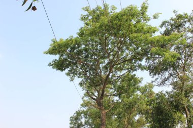 Samanea saman ağacı, gökyüzü arka planına sahip, Yağmur Ağacı ya da Maymun olarak da bilinir, doğanın görkemli bir gösterisini sunar.. 