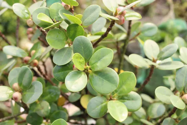 stock image green young leaves of Ficus microcarpa are a vibrant testament to the vitality and freshness of nature's renewal.