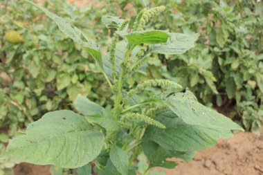Yeşil Amaranthus Spinosus 'a yakın çekim, Amaranthus Spinosus' un canlı yeşil yeşilliği minyatür bir orman gibi açılır, her bir yaprak doğanın karmaşık tasarımının bir kanıtıdır..