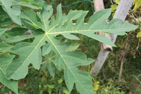Carica papaya yapraklarının yakından bakınca, Carica papayası büyüleyici bir tropikal zarafet manzarasına doğru açılır.. 