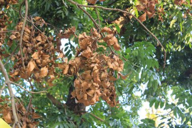 Ağaçta asılı duran ölü yapraklar, yaşam ve çürüme arasındaki katıksız zıtlık dokunaklı bir şekilde gösterilir..