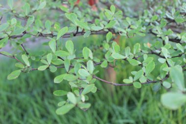 Terminallerin mantaly yaprakları bulanık arka planda, yaprakların zarif yapısı ve canlı renkleri keskin detaylarla göze çarpıyor.. 