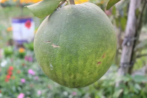Taze bir Citrus Maxima meyvesinin yakın çekimi büyüleyici bir konu olarak ortaya çıkar. Canlı güzelliği ve nefis detaylarıyla yakalanan nefis aroması.. 