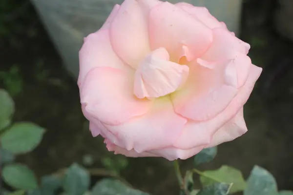Rosa Lucieae 'nin yakın plan pembe çiçeği, nefes kesici bir başyapıt olarak ortaya çıkar, narin güzelliği ve nefis detaylarıyla yakalanan ruhani cazibesi.