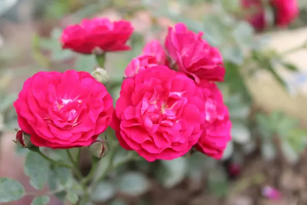 Rosa Lucieae 'nin yakın plan kırmızı çiçekleri büyüleyici mücevherler olarak ortaya çıkar, canlı güzellikleri ve zarif ayrıntılarıyla yakalanan zamansız zerafetleri.. 
