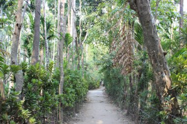 Jaflong 'daki yeşil manzarayı çevreleyen dar bir yol, bereketli manzaraları, zümrüt tepeleri ve Dawki Nehri' nin dingin güzelliğiyle ünlüdür.. 
