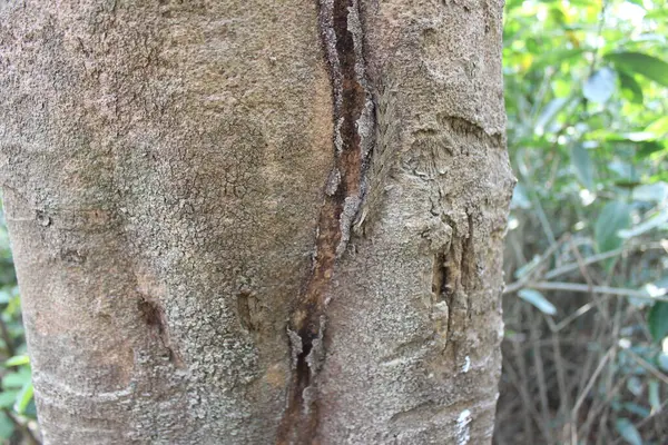 Enterolobium siklocarpum kabuğu (İngilizce: enterolobium cyclocarpum bark), Orta Amerika 'nın tropikal bölgelerine özgü görkemli ve ikonik bir türdür..