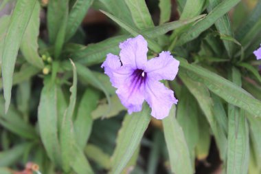 Genellikle Dar yapraklı Ruellia veya Meksika Petunyası olarak bilinen Ruellia angustifolia çiçeğinin yakın çekimi, narin ve renkli çiçekleri nedeniyle takdir edilir..